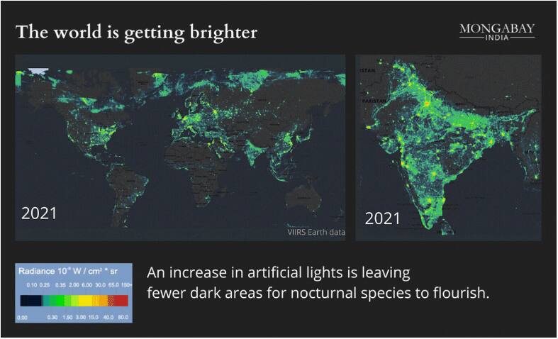 Fireflies Mongabay 3