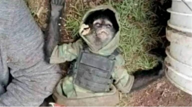 Monkey in tiny bullet-proof vest found dead after cartel shootout in Mexico