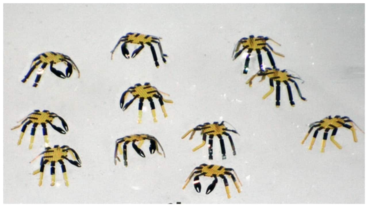 Smaller than fleas, several miniature crab robots stand together. (Image credit: Northwestern University)