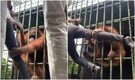 Watch: A terrifying tug-of-war after orangutan attacks man through cage. 11 million video views