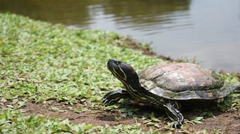 A red eared slider turtle. Most often when people are unable to care for these exotic animals as pets, they leave them at care centres or sanctuaries. Most exotics are usually condemned to life in captivity. Photo by Nobo Xious/ Pixabay.
