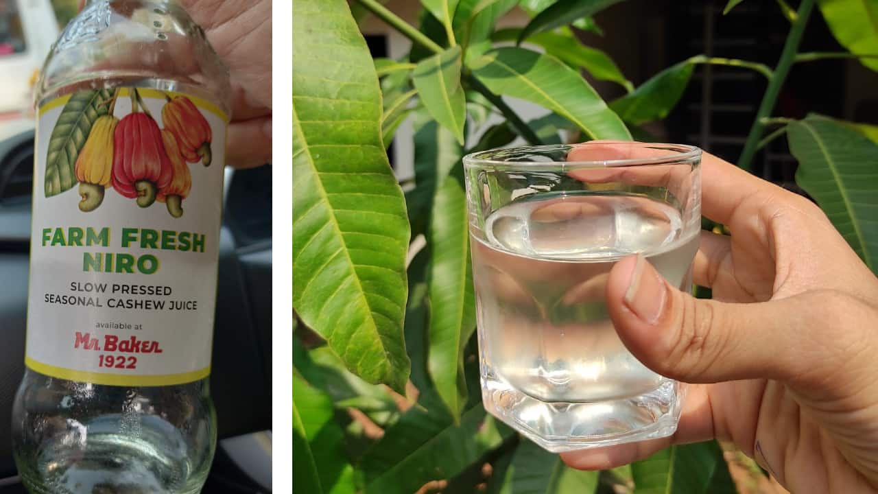 Goa’s seasonal elixir: After Urrak and Feni, there's Neero