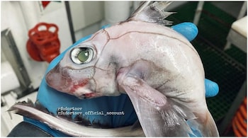 "Frankenstein's fish" (Image credit: rfedortsov_official_account/Instagram)