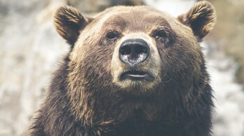 We could all soon become Winter Soliders, given the long cold bearish winter that is expected. (Image: Thomas Lefebvre via Unsplash)