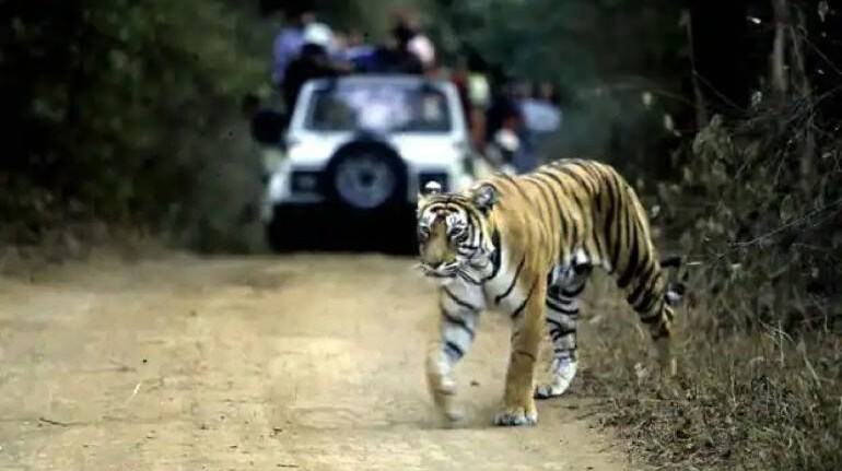 The wrath of s mother. A bengal tiger protecting her cub from danger in Jim  Corbett National park, India. : r/IndiaSpeaks