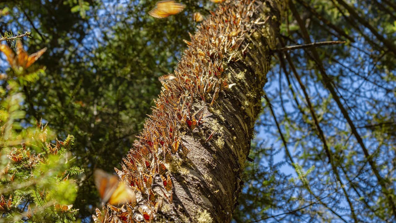 The listing of migratory monarchs (Danaus plexippus plexippus) on IUCN Red List of Threatened Species comes as no surprise. Monarch numbers have plummeted more than 95 percent since the 1980s. Scientists point to climate change, habitat loss and the use of herbicides and pesticides as drivers of this loss. (Image: Mongabay)