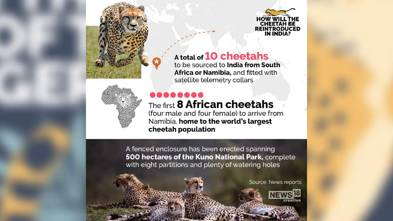 India plans to reintroduce cheetahs: All you need to know about the ...