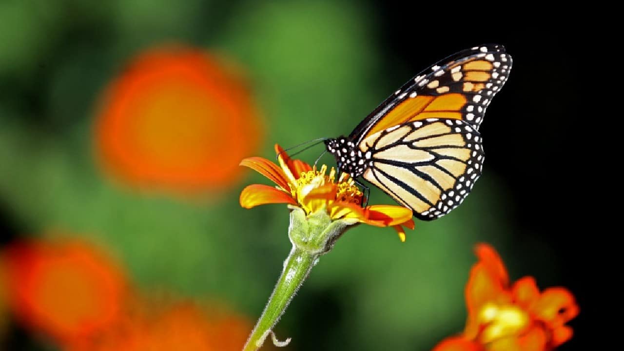 “We have seen the numbers dramatically decline over the years in our western monarch count and know this species needs our help,” Scott Hoffman Black, executive director of The Xerces Society for Invertebrate Conservation, an organization that organizes monarch overwintering counts, told Mongabay in an email. “The Xerces Society is very supportive of listing the migratory monarch as endangered and contributed expert review to IUCN for this listing.” (Image: AFP)