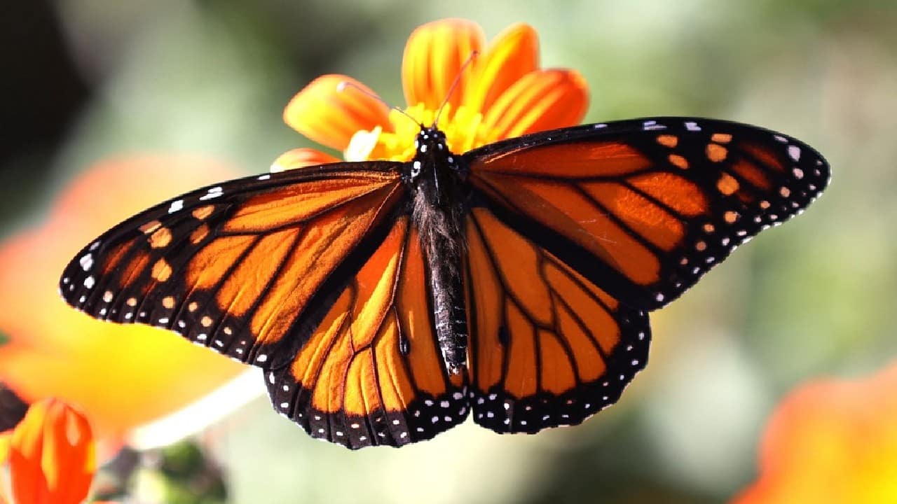 Monarch health is affected by habitat loss and degradation from the conversion of grasslands to agriculture, herbicide and insecticide use, logging at overwintering sites in Mexico, urban development and drought. (Image: AFP)