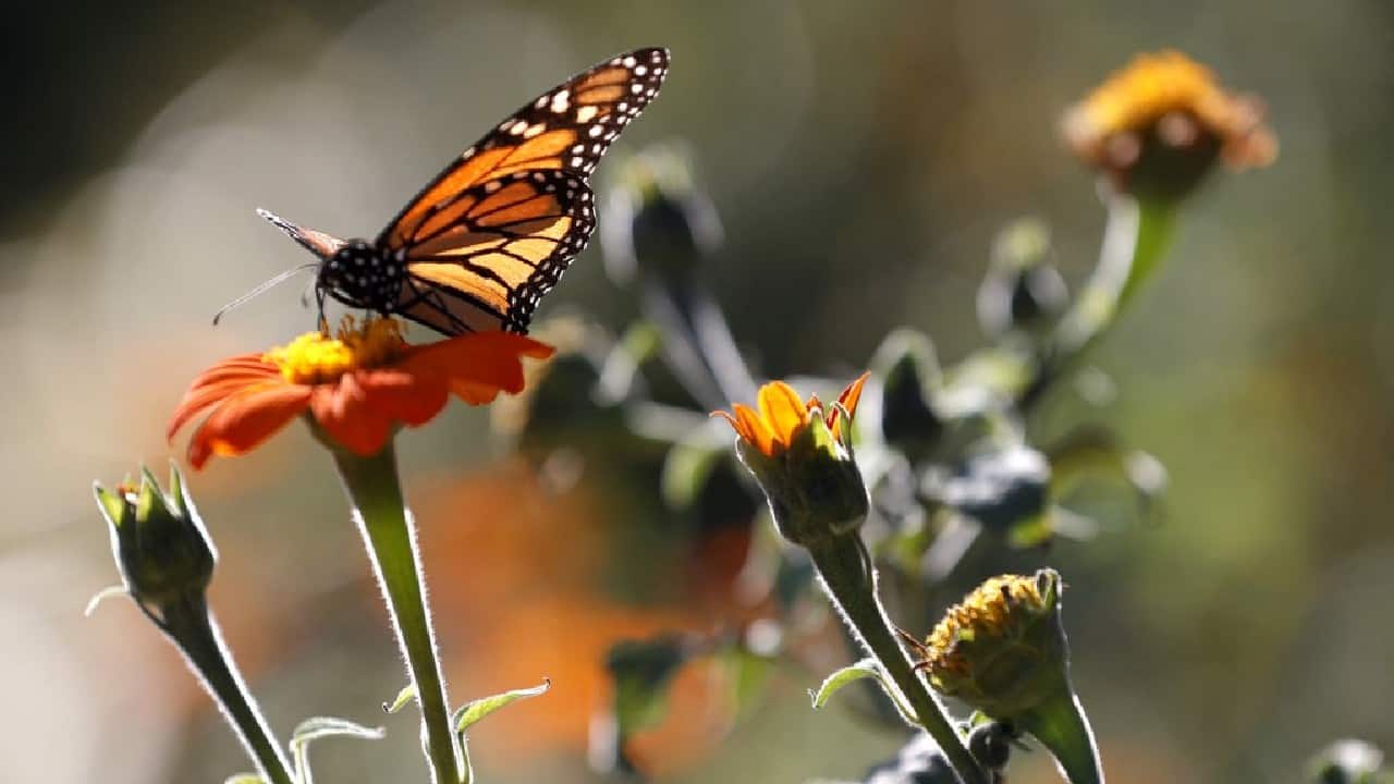 A Species Status Assessment Report published by the U.S. Fish and Wildlife Service in 2020 said eastern monarch populations have about a 50-70 percent chance of reaching a point at which extinction is inevitable within 60 years. For western monarchs, the chances are 60-68 percent within 10 years and 99 percent within 60 years. This estimate does not include catastrophic events, such as extreme temperatures. The USFWS says it will continue to focus on conservation measures along with its partners. (Image: AFP)