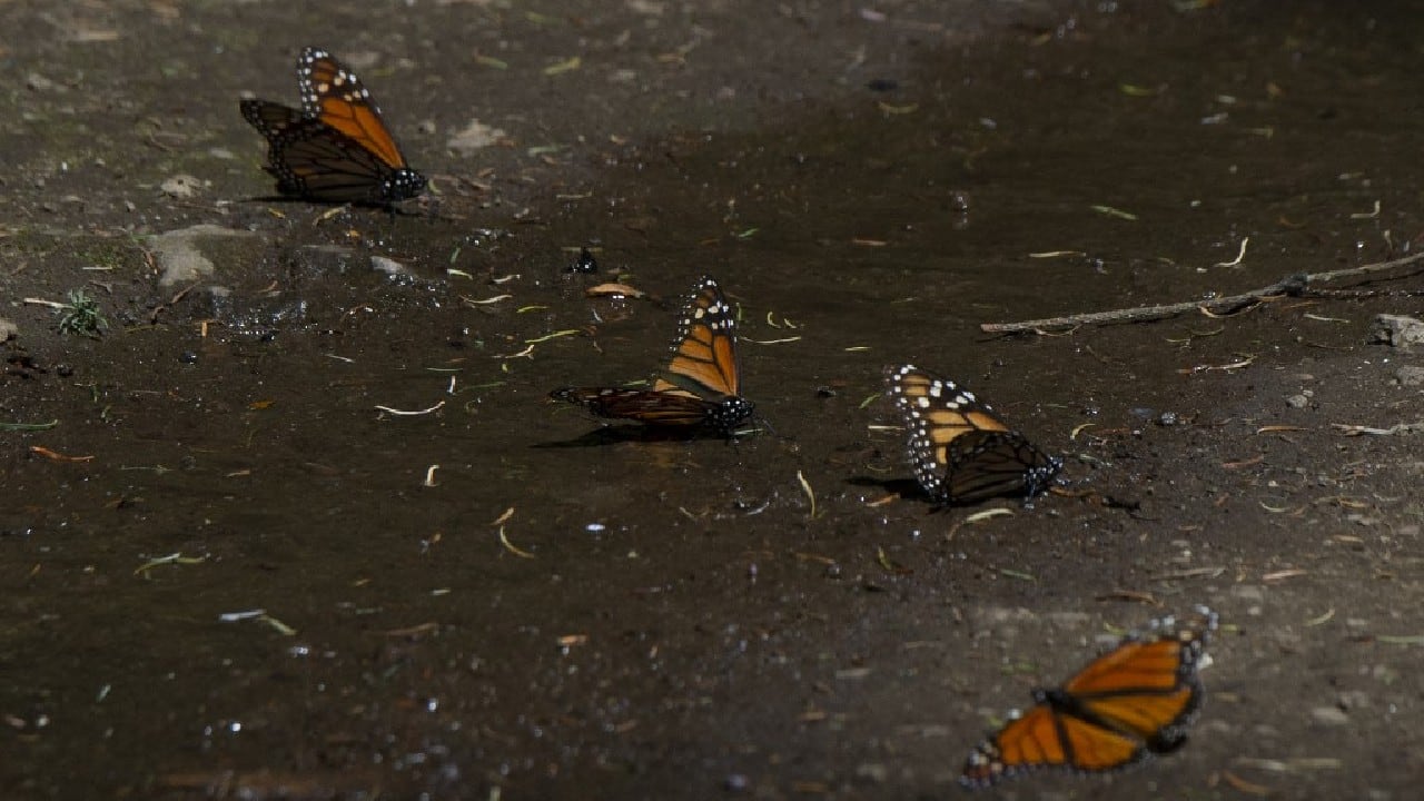 “Fortunately,” Black added, “there is still time to act, and we are encouraged by the thousands of individuals who have made it their mission to help monarchs by planting milkweed and nectar flowers and protecting these animals from pesticides.” (Image: AFP)