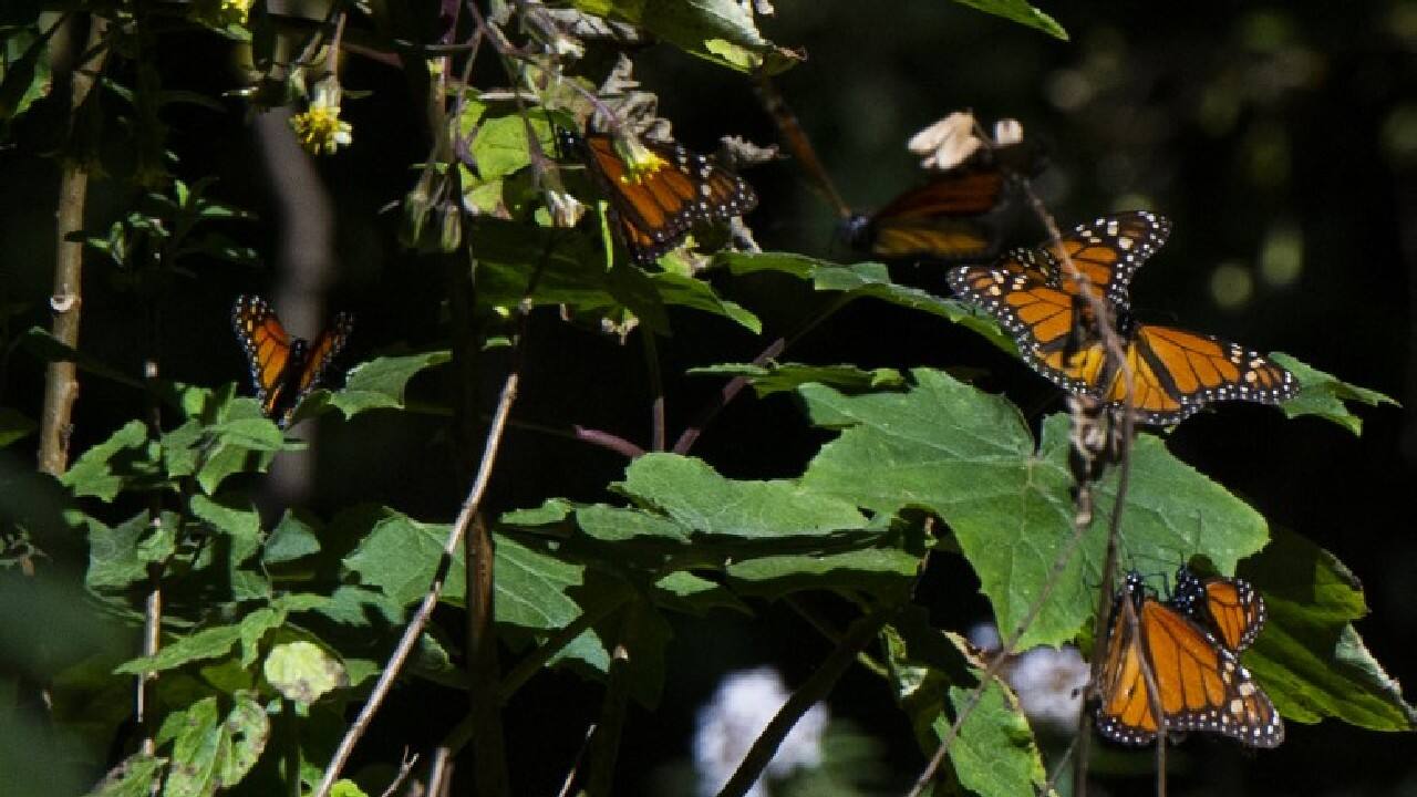 “So many people and organizations have come together to try and protect this butterfly and its habitats. From planting native milkweed and reducing pesticide use to supporting the protection of overwintering sites and contributing to community science, we all have a role to play in making sure this iconic insect makes a full recovery,” Anna Walker, a member of the IUCN SSC Butterfly and Moth Specialist Group who led the IUCN monarch butterfly assessment said in a statement. (Image: AFP)