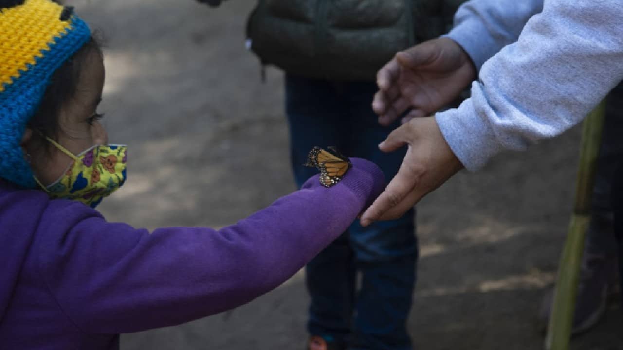 “It is difficult to watch monarch butterflies and their extraordinary migration teeter on the edge of collapse,” she added, “but there are signs of hope.” (Image: AFP)