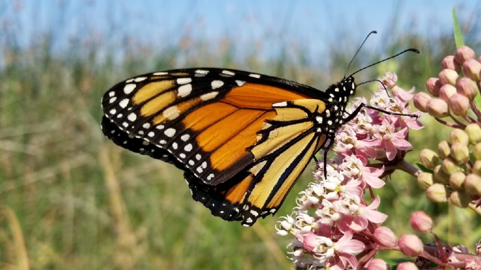 Monarch Butterflies Are Placed on IUCN Red List - The New York Times