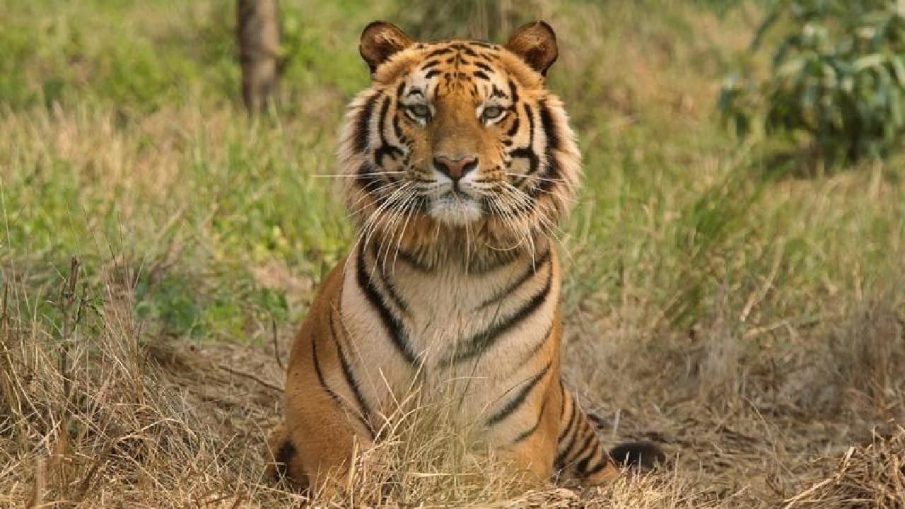 Tiger attacks: Growing population, shrinking habitat are pushing Corbett's tigers into a corner