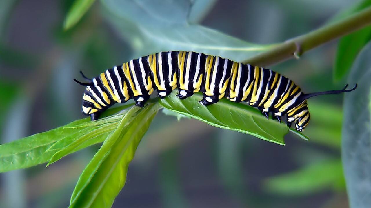“It’s been so sad to watch their numbers decline so much, so anything that might help them makes me happy, and I think that this designation might help them,” Karen Oberhauser, a conservation biologist at the University of Wisconsin who has studied monarchs for more than three decades told The New York Times. (Image: Mongabay)