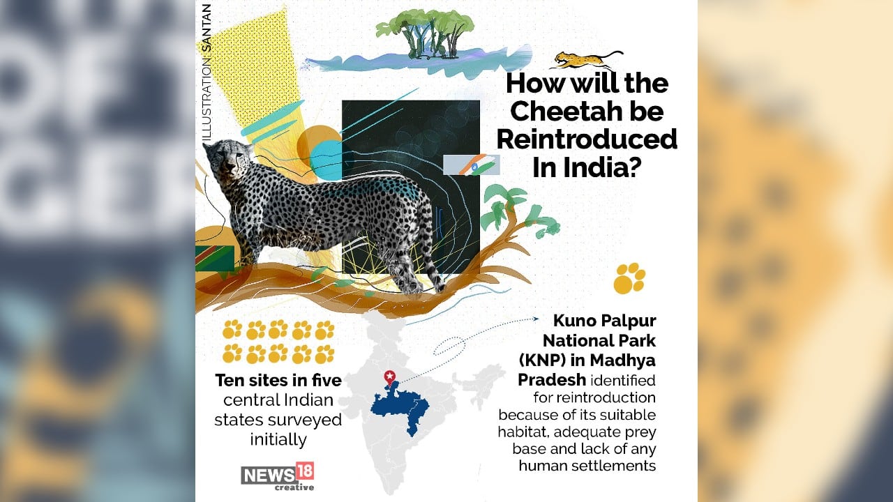 India plans to reintroduce cheetahs: All you need to know about the ...