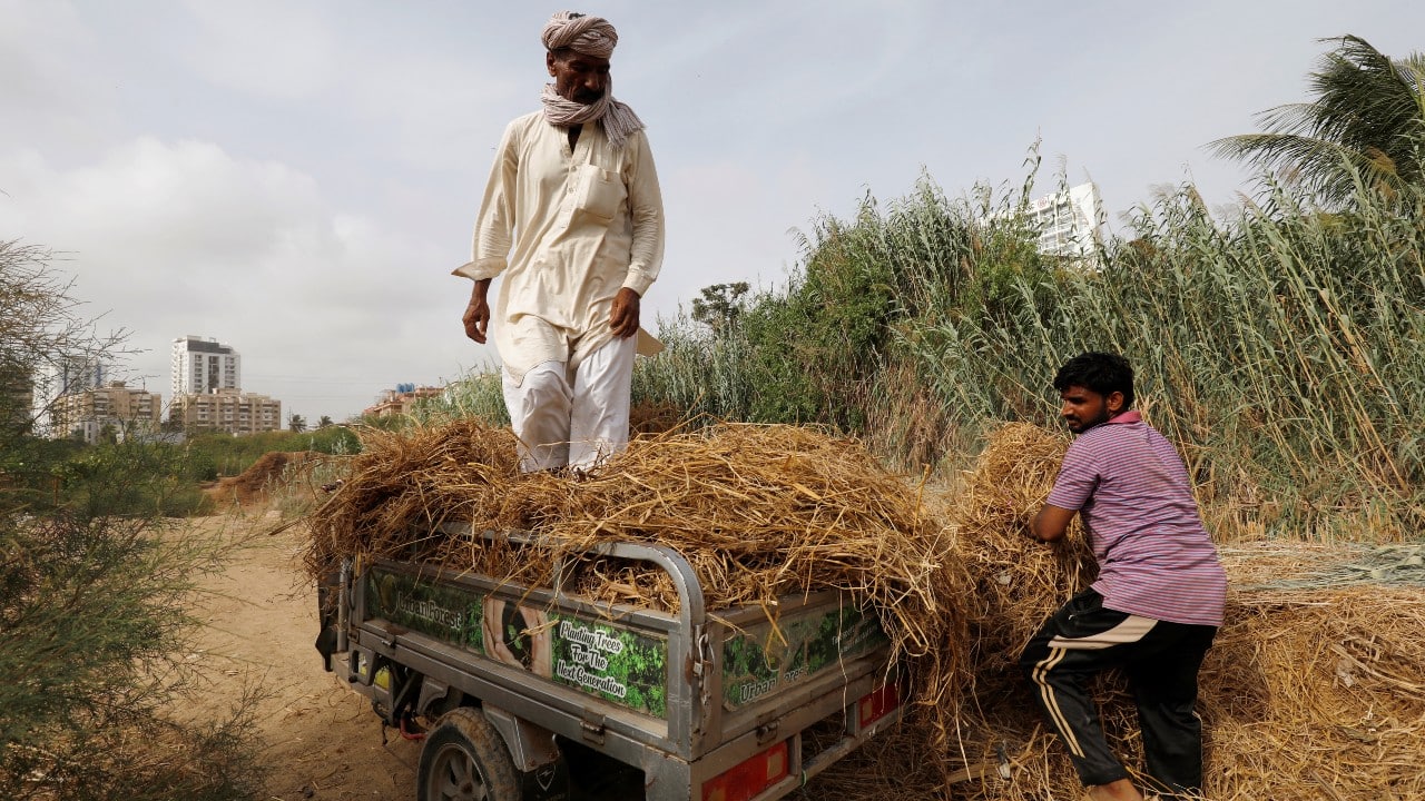 Pakistanis plant trees to provide relief from scorching sun