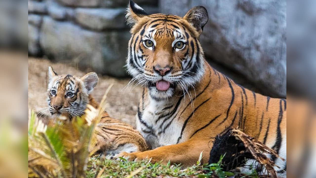 Wild animals as pets essay. Лев и тигр. Дикий тигр. Домашний тигр. Фото тигра.
