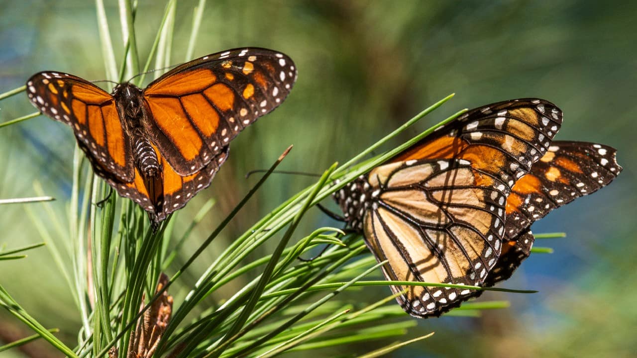 There are two populations of migratory monarch butterflies in North America, both renowned for their impressive overland journeys spanning up to 6,400 kilometers (4,000 miles). Eastern monarchs spend the winter in Mexico, while the western monarchs winter in California. In the spring, all monarchs migrate north, some as far as Canada. This migratory cycle covers thousands of miles and takes three or four generations. Monarch population estimates are taken at their overwintering grounds. (Image: AP)