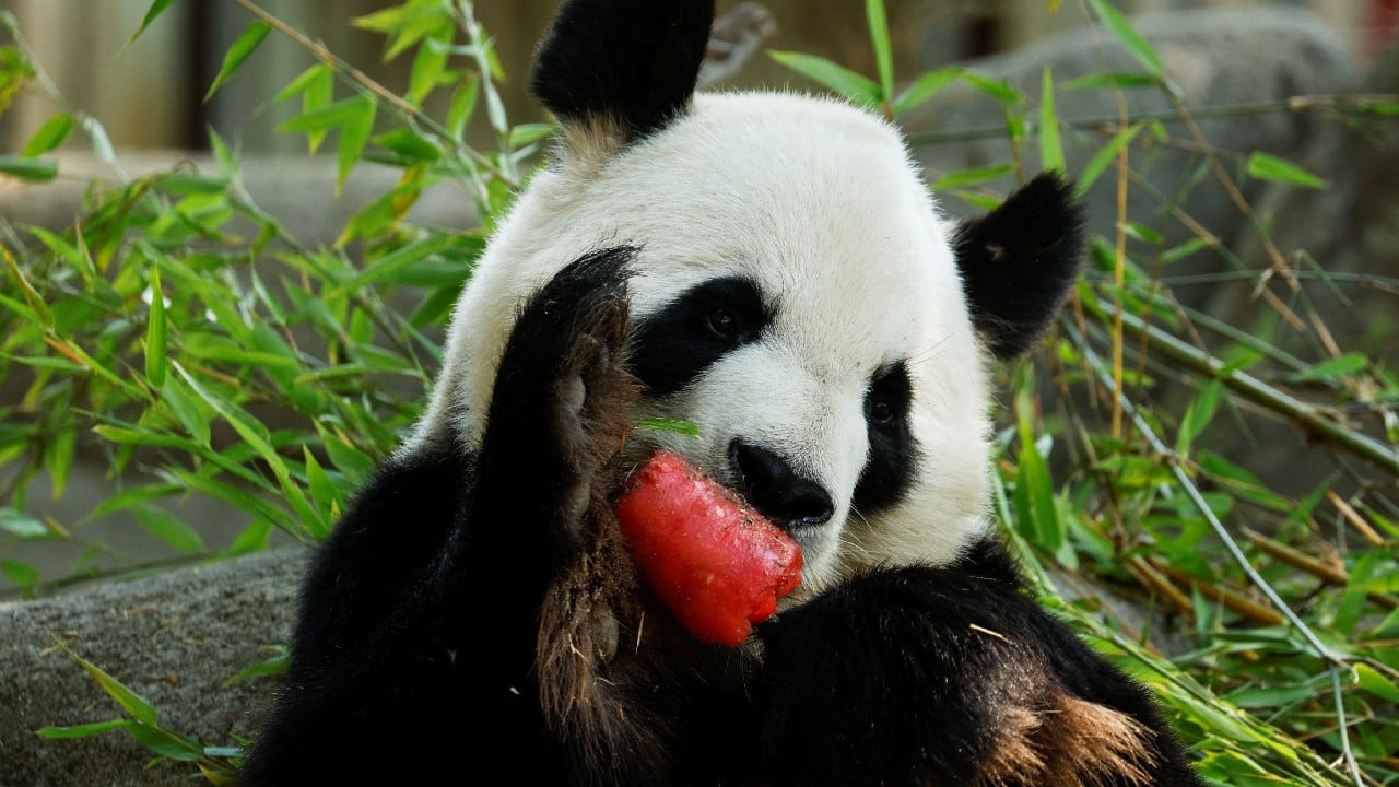 A panda bear eats a watermelon ice-cream on a bamboo stick during the second heatwave of the year at the Zoo Aquarium in Madrid, Spain, July 13. (Image: Reuters)