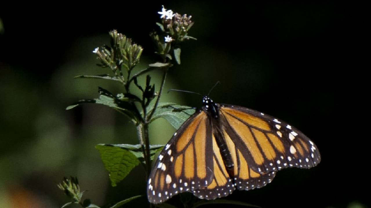 Populations of Western monarchs overwintering in California made a spectacular comeback this past winter. More than 247,000 butterflies were counted in 2021, up from a shockingly low 2,000 butterflies in 2020. However, the population has still dropped dramatically from historic numbers; more than 1.2 million butterflies were recorded in 1997. (Image: AFP)