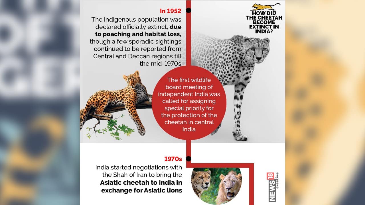 India Plans To Reintroduce Cheetahs: All You Need To Know About The ...