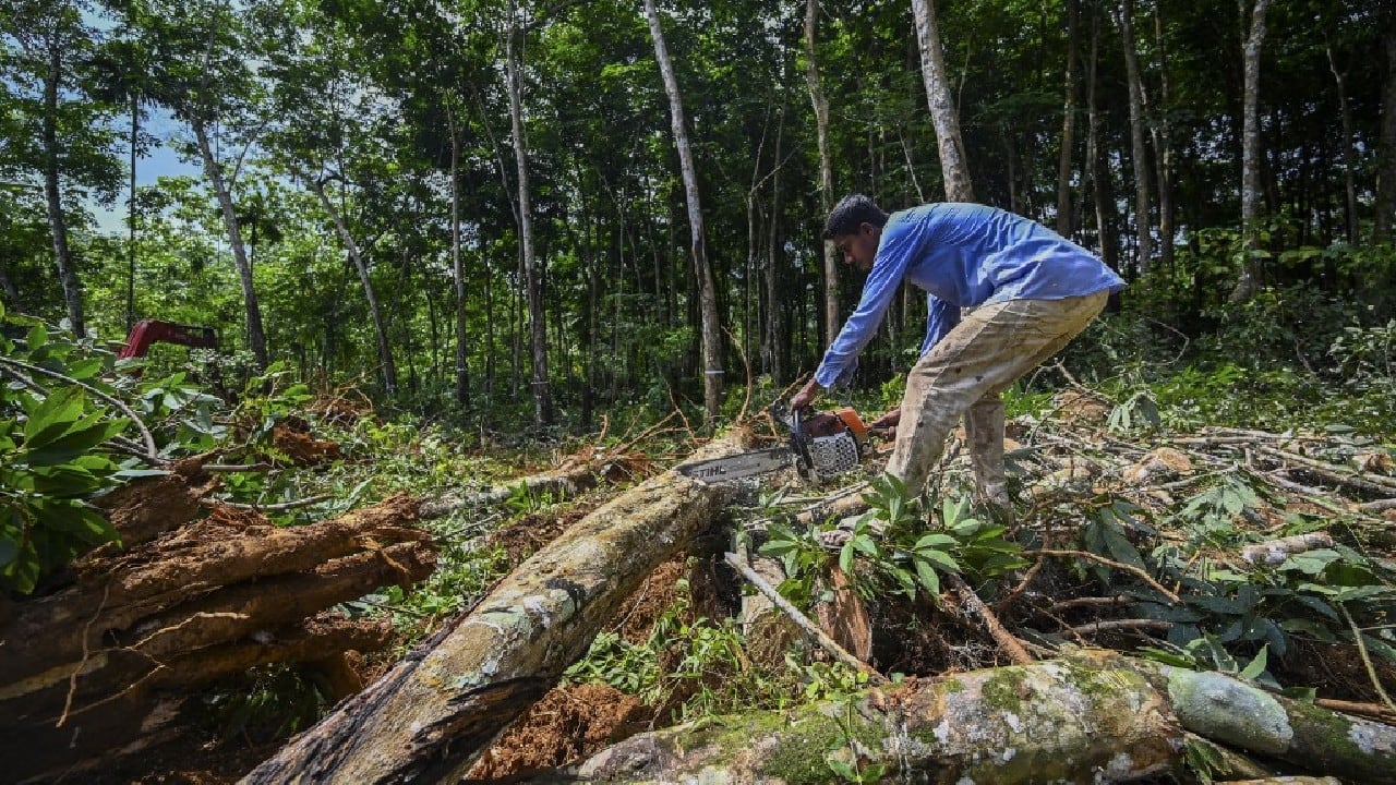 Sri Lankan Crisis | Firewood returns to kitchens as fuels run dry in a ...