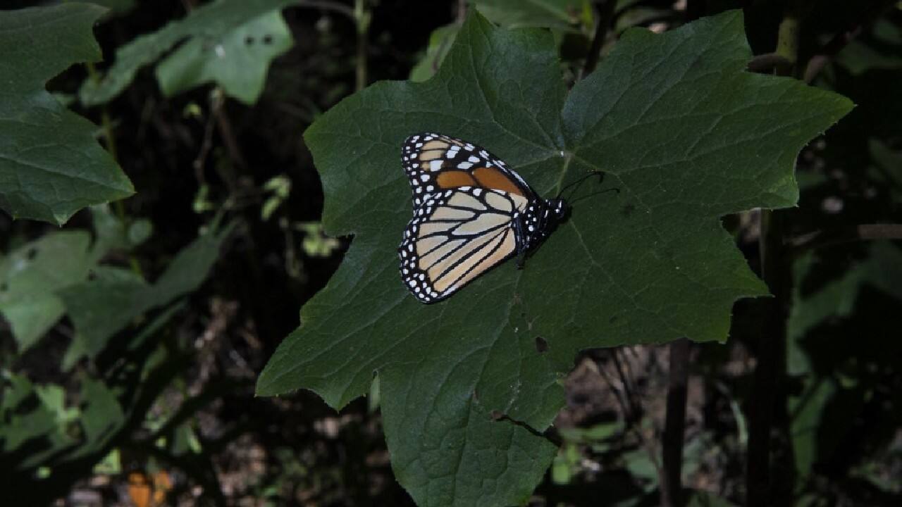 “It is tragic to see one of the world’s most well-known butterfly species, with remarkable migratory behaviours and local cultural significance, threatened with extinction,” Sophie Ledger, a researcher at the Zoological Society of London and member of the IUCN SSC Butterfly and Moth Specialist Group, said in a statement. (Image: AFP)