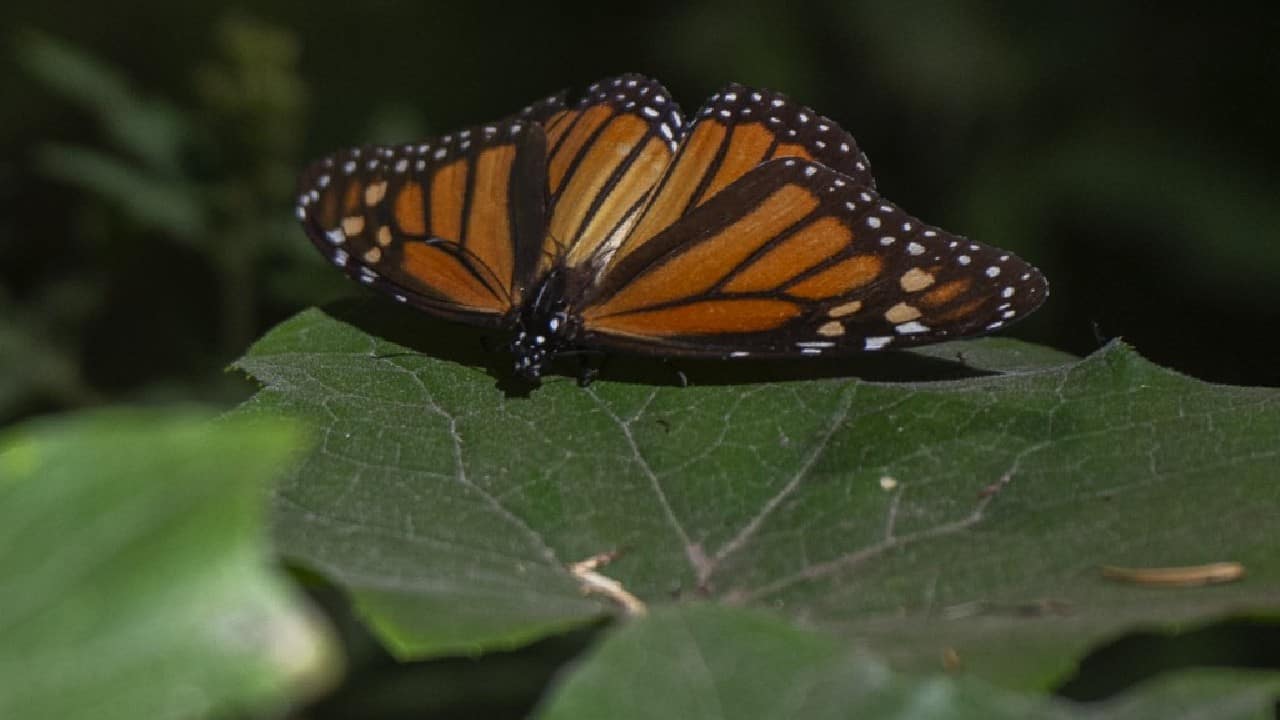 Monarchs meet the criteria to be listed under the U.S. Endangered Species Act, but the U.S. Fish and Wildlife Service (USFWS) announced in December 2020 that the species would not be listed, saying that other species are a higher priority. (Image: AFP)