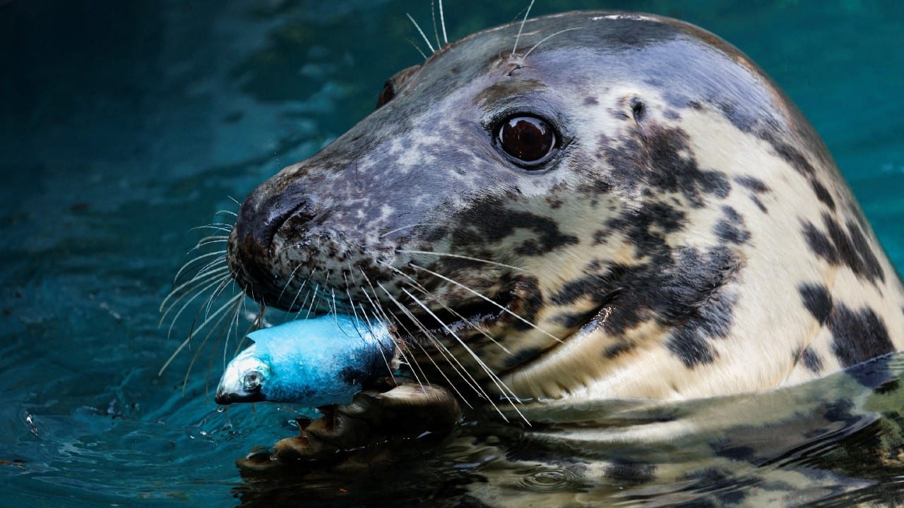 A grey seal eats frozen fish, during the second heatwave of the year at the Zoo Aquarium in Madrid, Spain, July 13. (Image: Reuters)