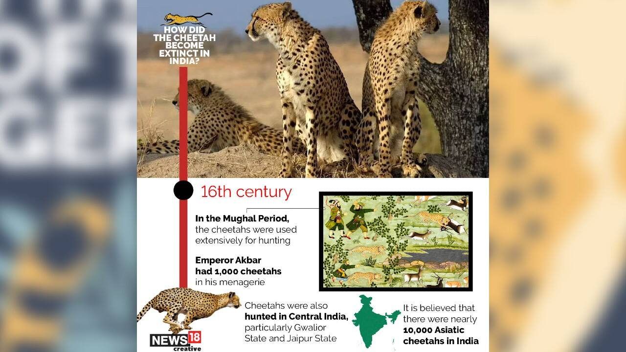 In the Mughal period, the cheetahs were used extensively for hunting. Emperor Akbar had 1,000 cheetahs in his menagerie. (Image: News18 Creative)