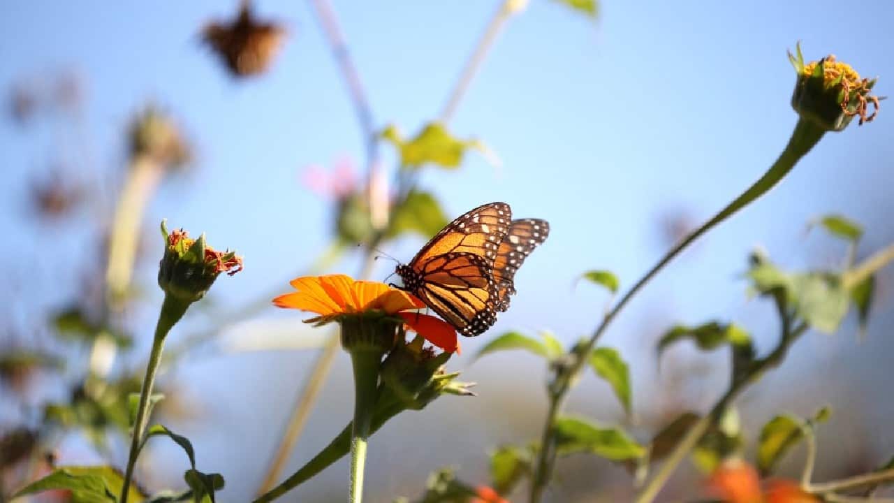 In June 2022, a California court ruled that invertebrates, including insects, can now be listed under the California Endangered Species Act (CESA), which may open the door for a state-wide listing of Western monarchs. An endangered listing would mean legal protections for their overwintering sites in California. (Image: AFP)