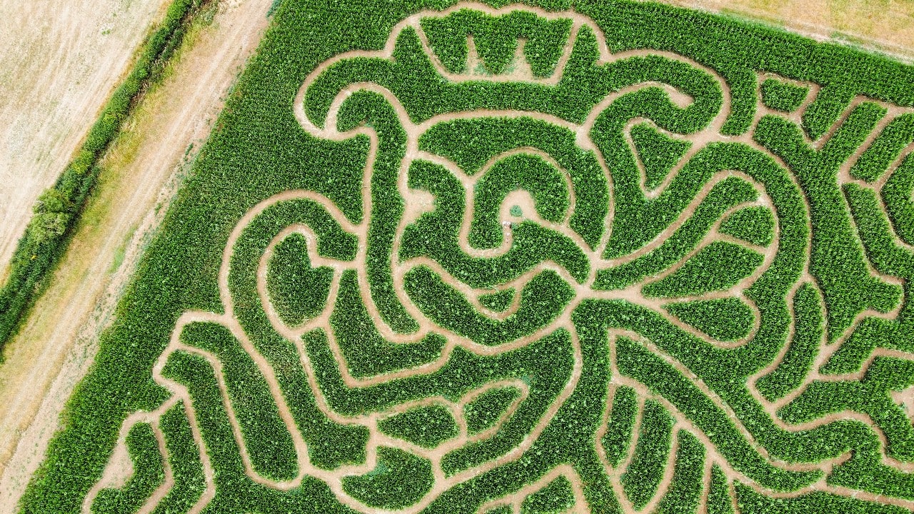A general view shows the 'Jubeelee Maze', a Queen Bee themed maize maze at Grange Farm Harpole, near Northampton, Britain, July 28. (Image: Reuters)