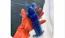 '1 in 2 million': Fisherman in US catches rare blue lobster, releases it back into sea