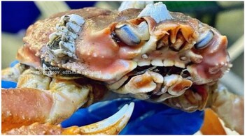 The similarity of the crab's "teeth" with human teeth took social media by shock. (Image credit: @rfedortsov_official_account/Instagram)