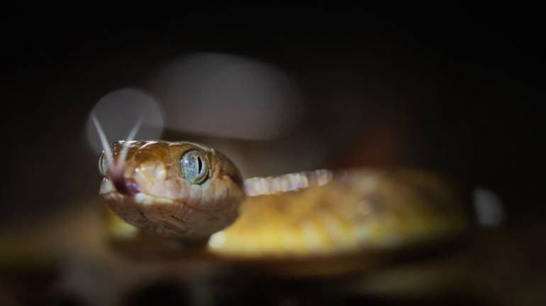 2-year-old girl bites, kills snake after it bit her lip: Reports