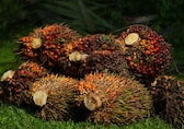 Malaysia palm oil, rubber farmers file EU petition contesting deforestation law