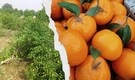 Harrowed farmers in Rajasthan bid adieu to kinnow, uproot their orchards in bulk