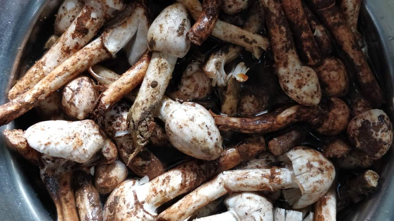 Why Goa's Almi mushrooms need a break from social media
