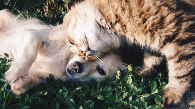 Pet insurance: Is it a must-have for your furry kids?