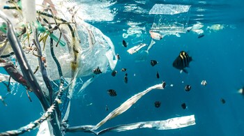 (Representational image: Naja Bertolt-Jensen via Unsplash)