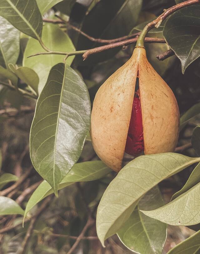 Nutmeg (Image: Tyler Gooding via Unsplash)
