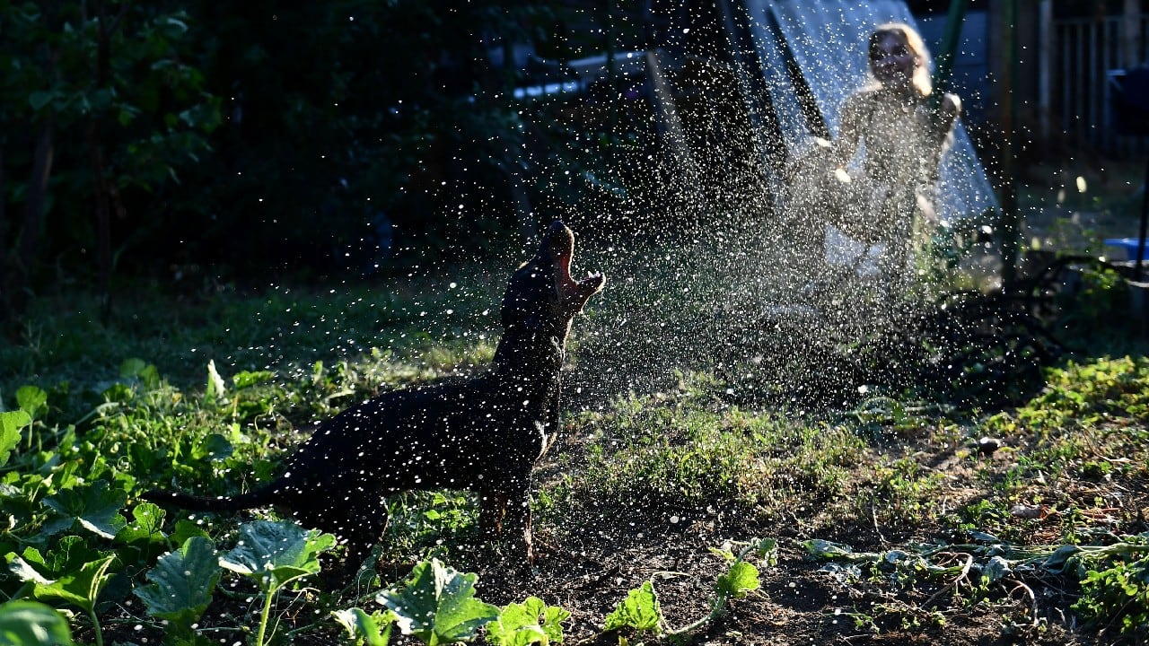 The pools have been popping up everywhere — in shared, open spaces outside apartment buildings, on small balconies, but also in the backyards of suburban houses where surrounding greenery can't mitigate the heat. (Image: AP)
