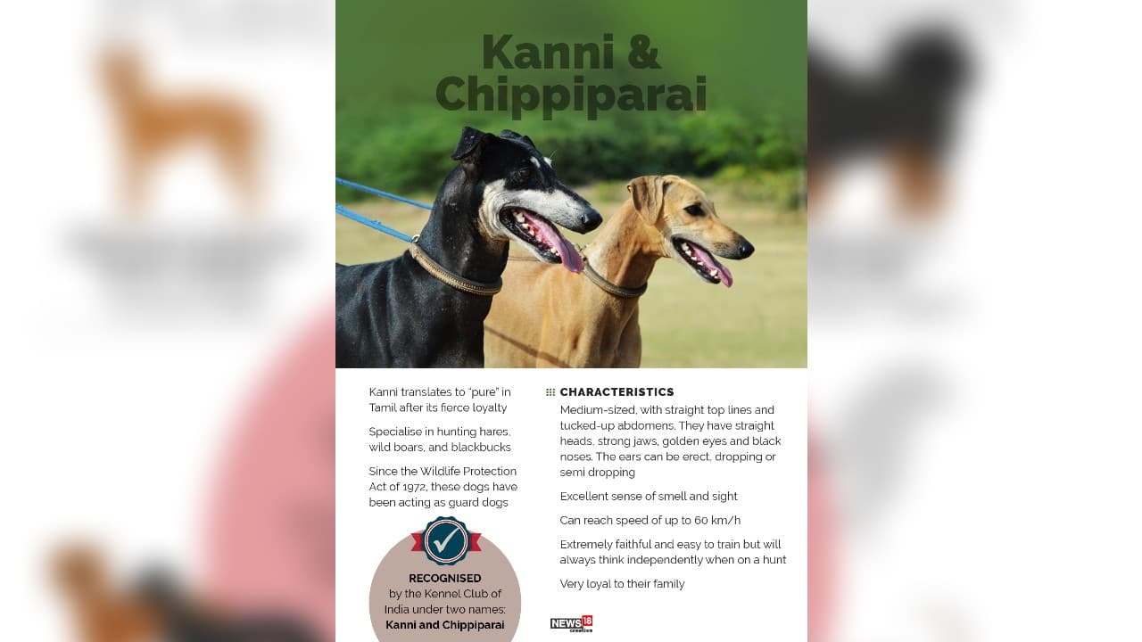 are kanni dogs easy to train