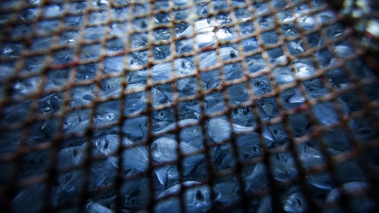 China’s now testing live fish in its bid to stop COVID spreading
