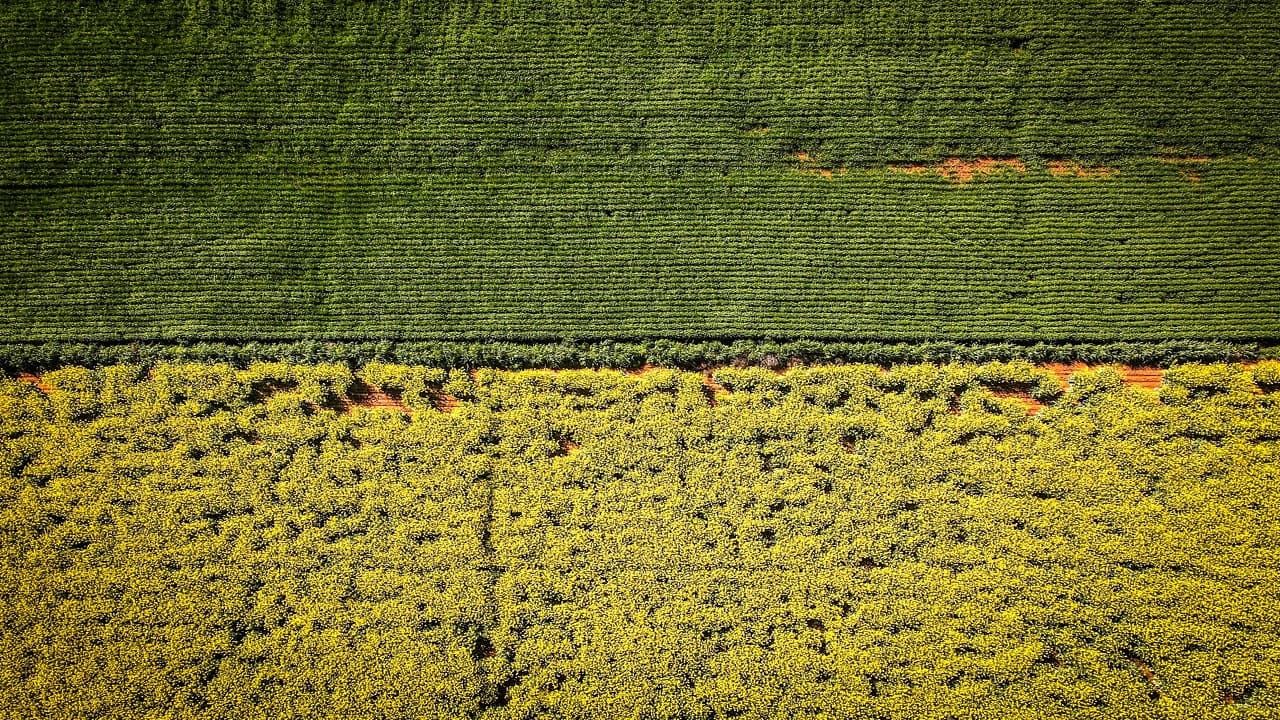 A $3.1 billion fertilizer plant risks aboriginal rock carvings