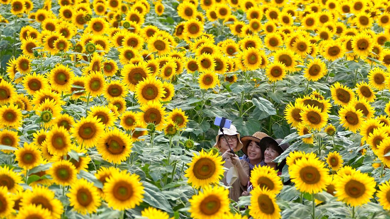 Visitors pose for a selfie in a sunflower field in Hokuto city of Yamanashi prefecture, Japan, August 9. The city, known for its longest hours of sunshine per year in Japan, draws many tourists during its sunflower summer festival. (Image: AP)