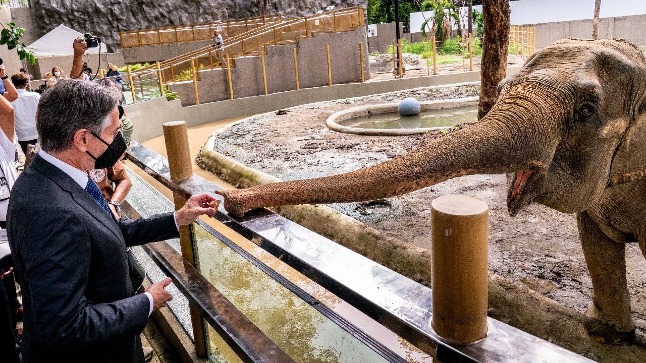 Secretary of State Antony Blinken stops to feed an Asian elephant during a visit to a COVID-19 vaccination clinic at the Manila Zoo in Manila, Philippines, August 6. Blinken is on a ten-day trip to Cambodia, Philippines, South Africa, Congo, and Rwanda. (Image: AP)