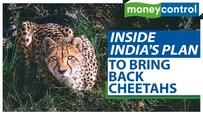 Cheetahs to make a return after 70 years | Inside India's plan to bring back Cheetahs | MC Explains